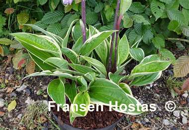 Hosta Grateful Red